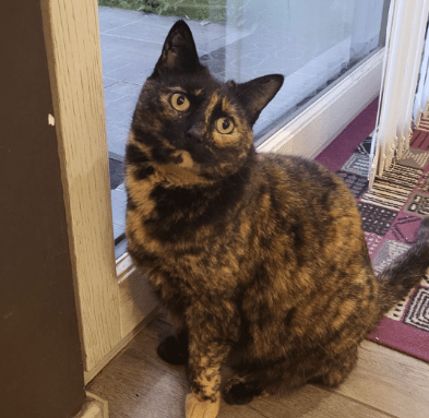 Exemple d'image unique avec mon chat